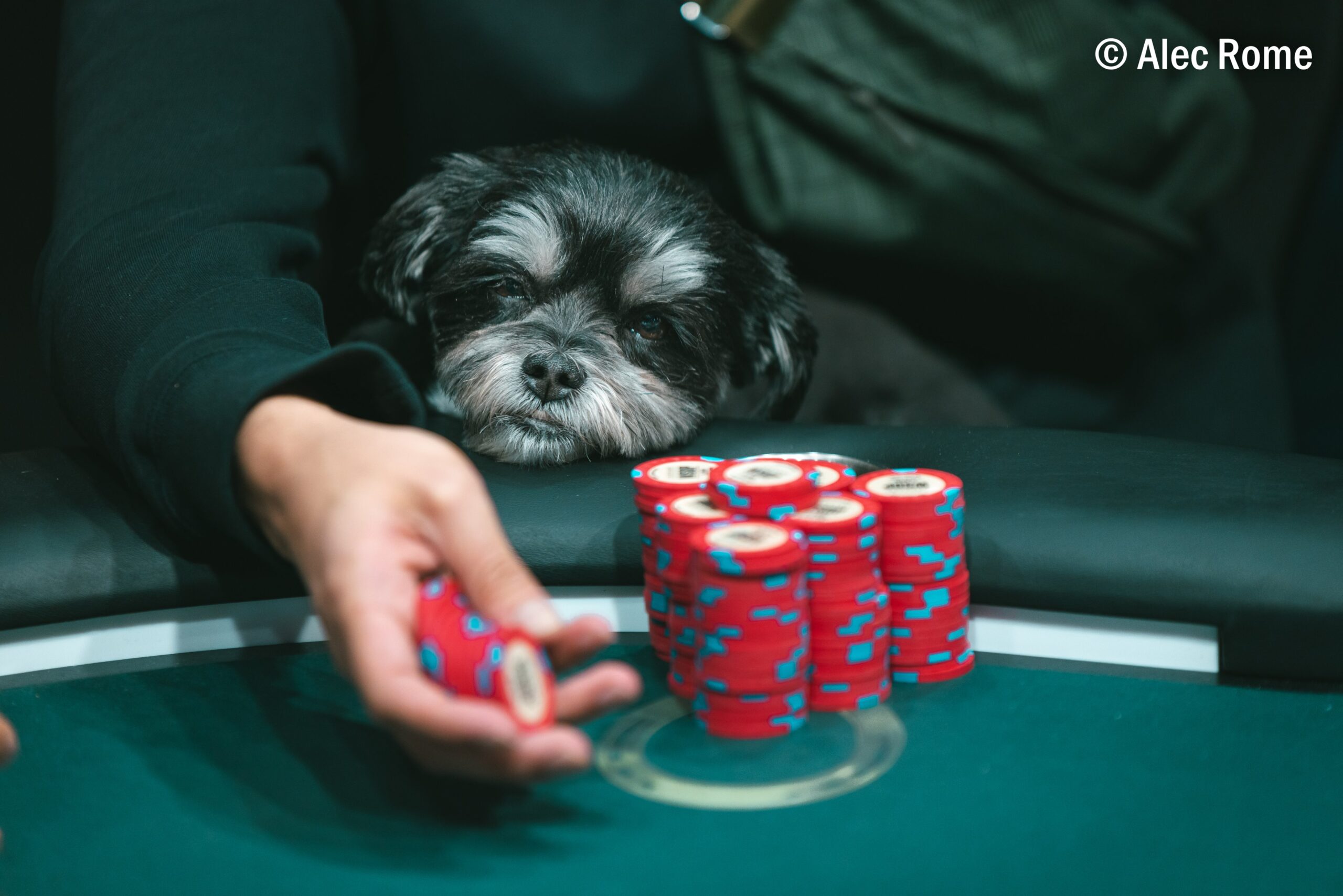 perro WSOP 2022